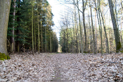 Trees in forest against sky