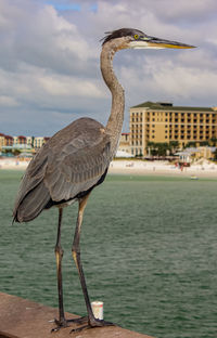 View of bird perching on a sea