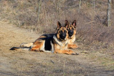 Portrait of dog