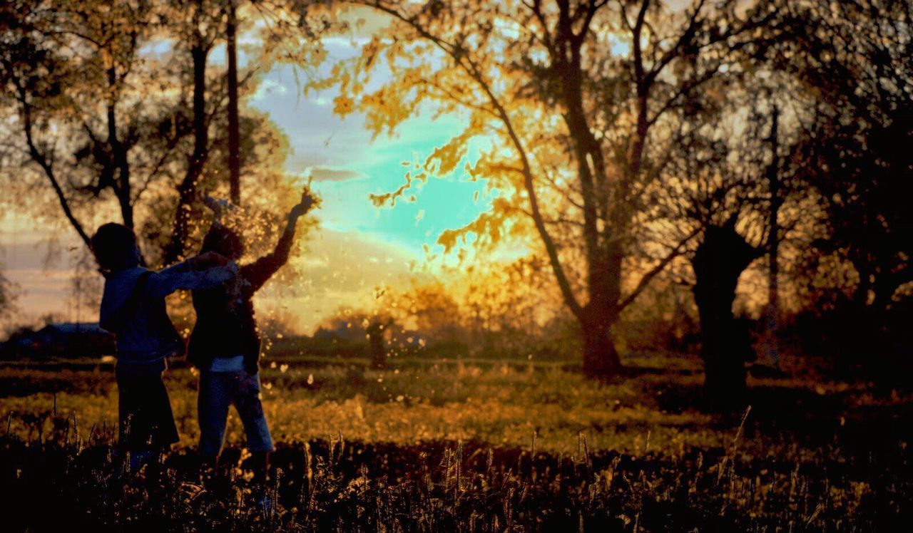 tree, field, landscape, standing, sunset, tranquil scene, rural scene, tranquility, scenics, agriculture, nature, non-urban scene, beauty in nature, countryside, outdoors, sky, lens flare, grassy