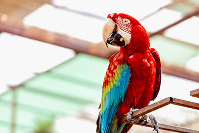 Low angle view of scarlet macaw perching on metal