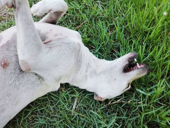 High angle view of dog on field