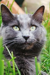 Close-up portrait of cat