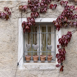 Close-up of flowers against window