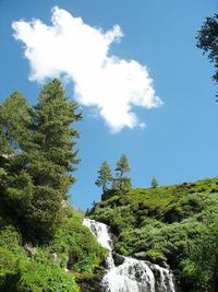 Low angle view of trees against sky