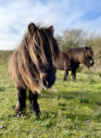 View of two horses on field