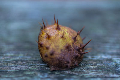 Close-up of spiked chestnut on wood