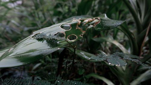 Close-up of wet plant leaves