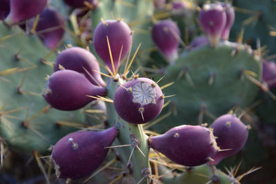 Close-up of flowers