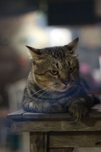 Close-up portrait of a cat