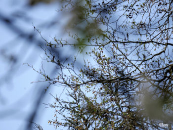 Low angle view of flowering tree against sky