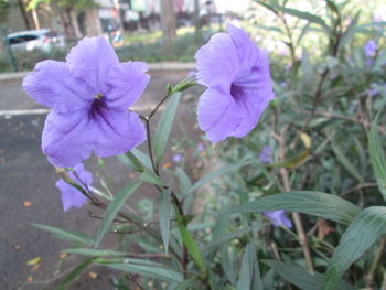 Close-up of purple flowers blooming outdoors