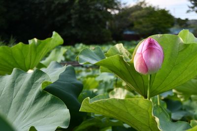 Close-up of pink lotus water lily