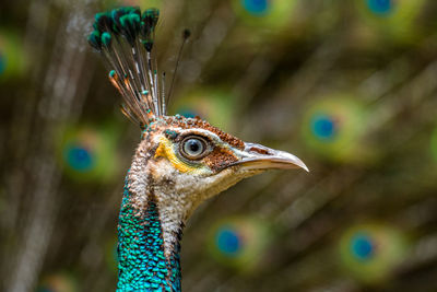 Close up of blue peacock head