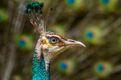 Close-up of a peacock