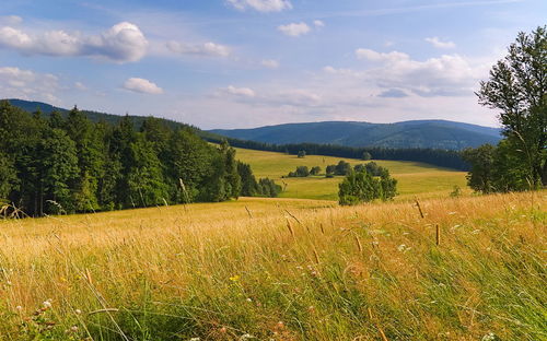 Summer landscape in the mountains. golden mountains. sudetes. czech republic.