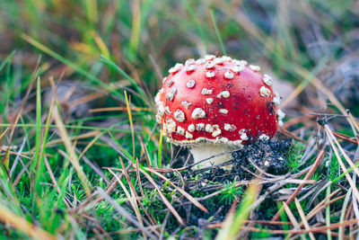 fungus
