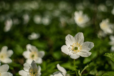 Close-up of white flowers blooming outdoors