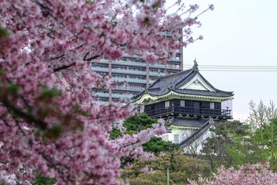 Low angle view of pink flowering tree by building against sky