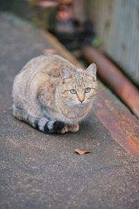 Close-up of cat