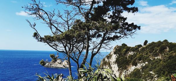 Tree by sea against sky