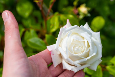 Close-up of hand holding rose bouquet