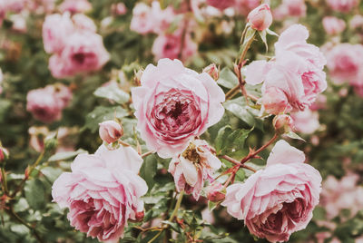 Close-up of pink roses