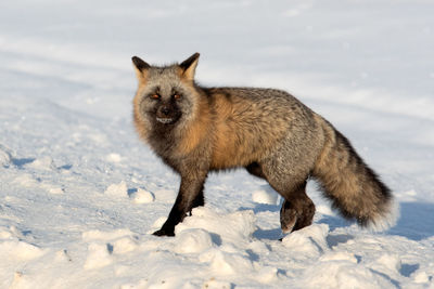 Full length of a dog standing on snow