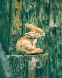 Close-up of dog on tree trunk