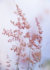 Close-up of plants against sky