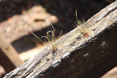 Close-up of insect on tree trunk