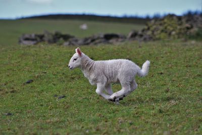 Side view of lamb on grassland