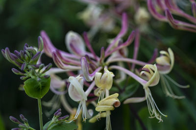 Close-up of purple flowering plant