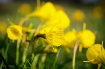 Close-up of yellow flower blooming in field