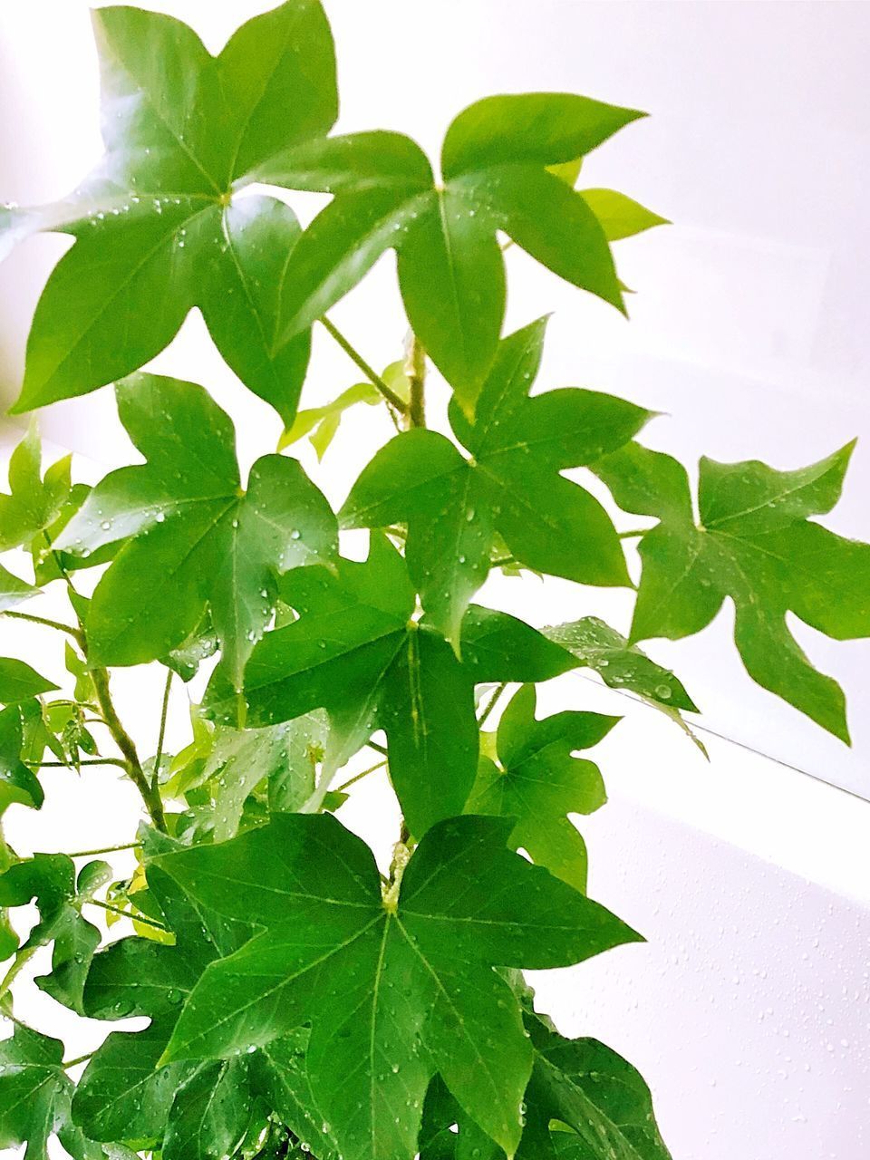 CLOSE-UP OF LEAVES