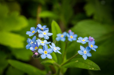 Close-up of purple flowering plant