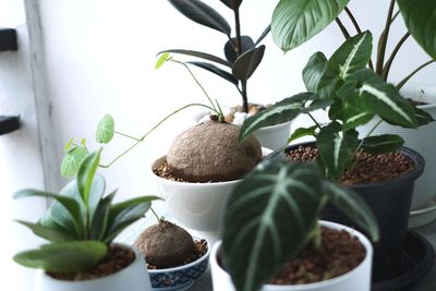 Close-up of potted plant on table