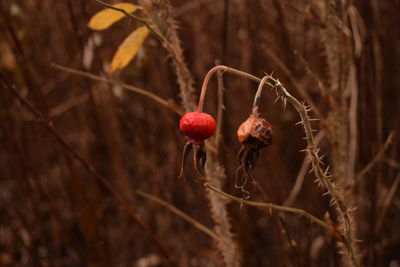 Close-up of red berries