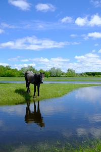 Horse standing in a lake
