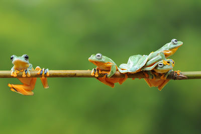 Close-up of frog on plant