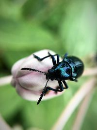 High angle view of beetle on flower bud