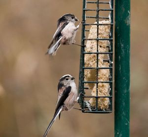 Close-up of birds perching on bird feeder