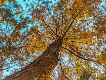 Low angle view of tree against sky during autumn