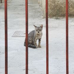 Portrait of cat sitting on floor