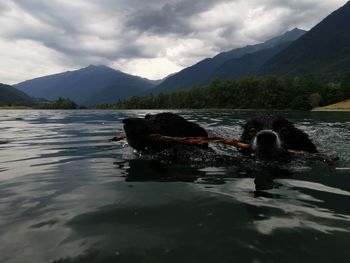 View of duck swimming in lake