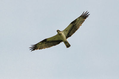 Low angle view of eagle flying in sky