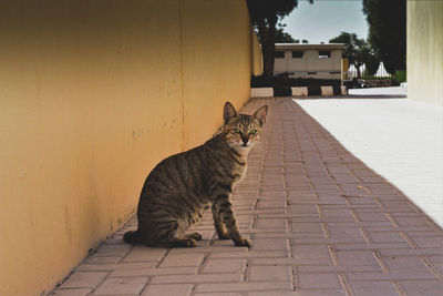 An alert cat sitting on a brick road against shadow 