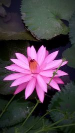 Close-up of lotus water lily in pond