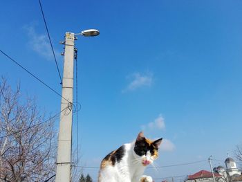 Low angle view of cat against blue sky