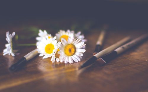 Close-up of daisy flower on table